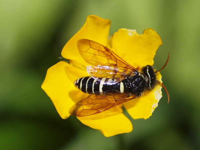 Hymenoptera Megalodontidae